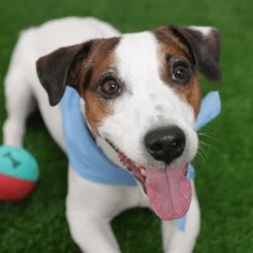 Dog on grass playing
